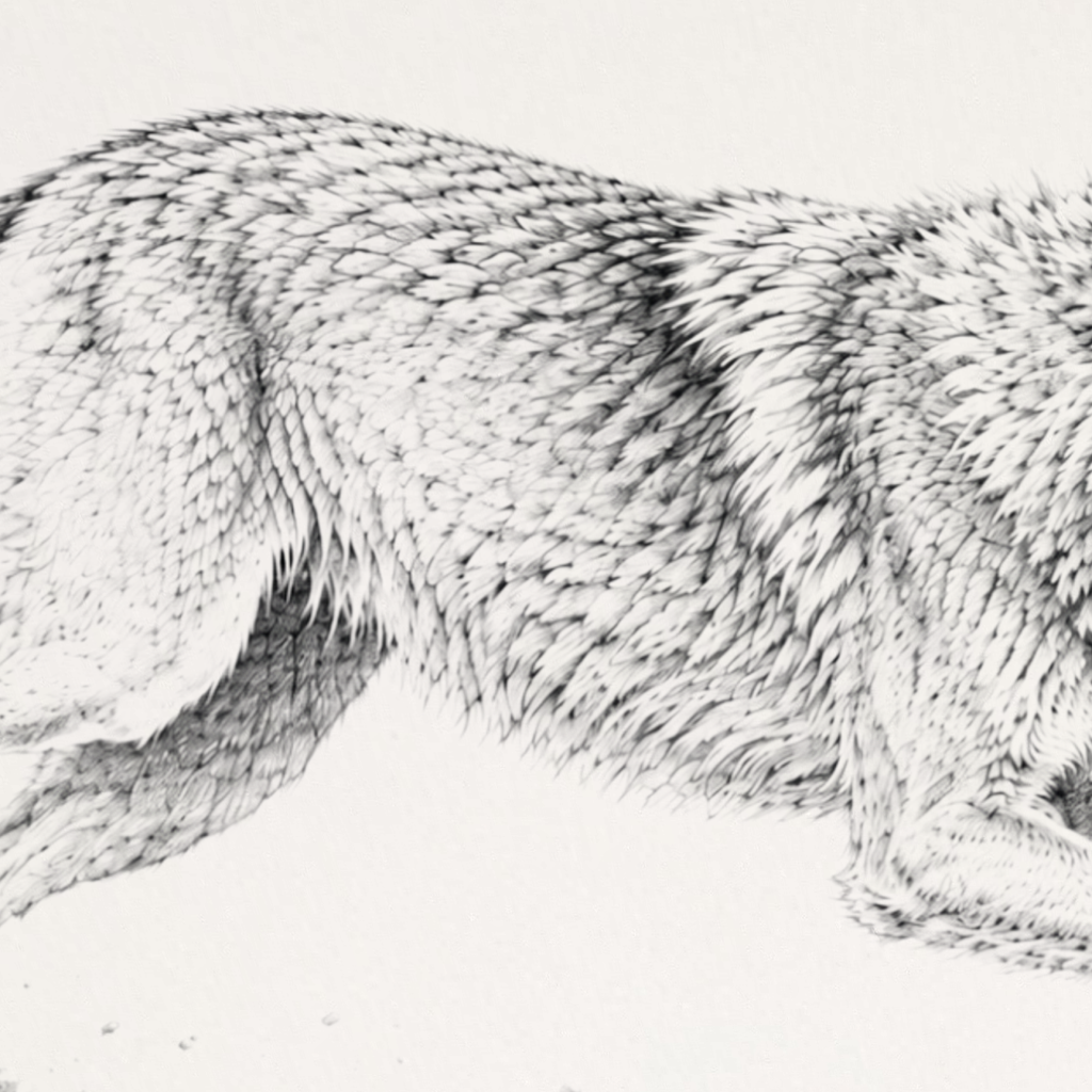 Running Coyote black and white sketch aluminum sign corner detail