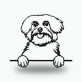 Maltese Metal Wall Art Metal Dog Sign — front view on white background