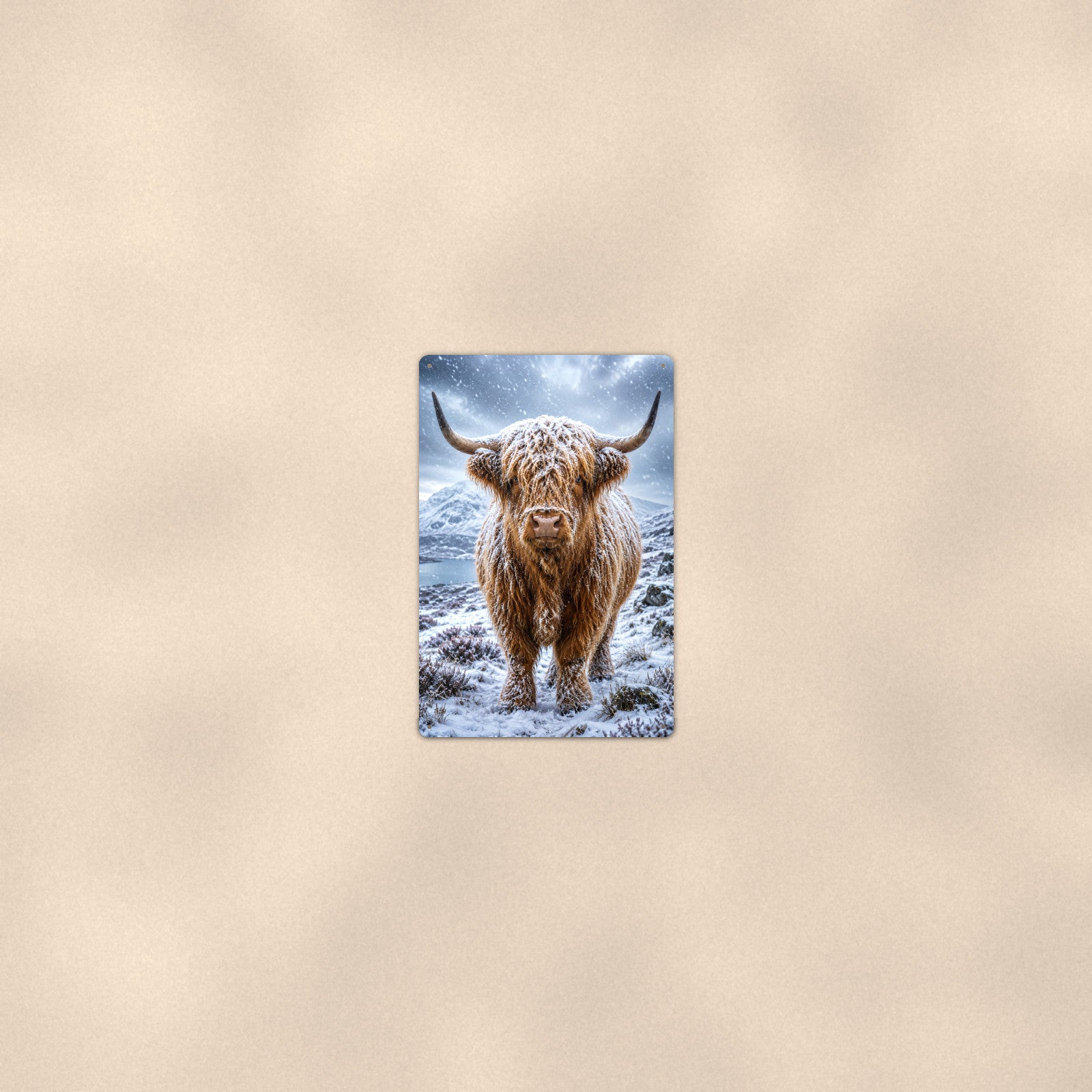 Snow-Covered Highland Cow aluminum metal sign 8" x 12" - room view on warm wall