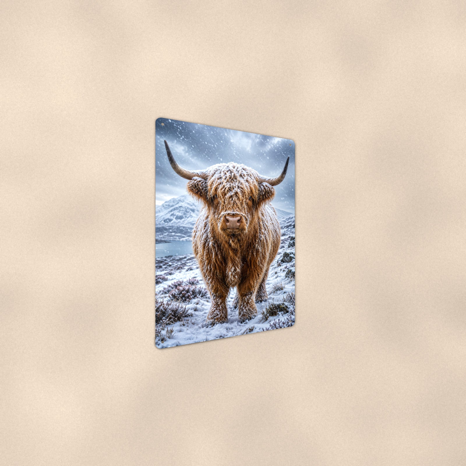 Snow-Covered Highland Cow aluminum metal sign 8" x 12" - angled wall view from a wider angle