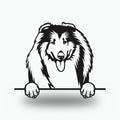 Collie Dog Lover Gift Metal Dog Sign — front view on white background