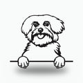 Maltese Dog Lover Gift Metal Dog Sign — front view on white background