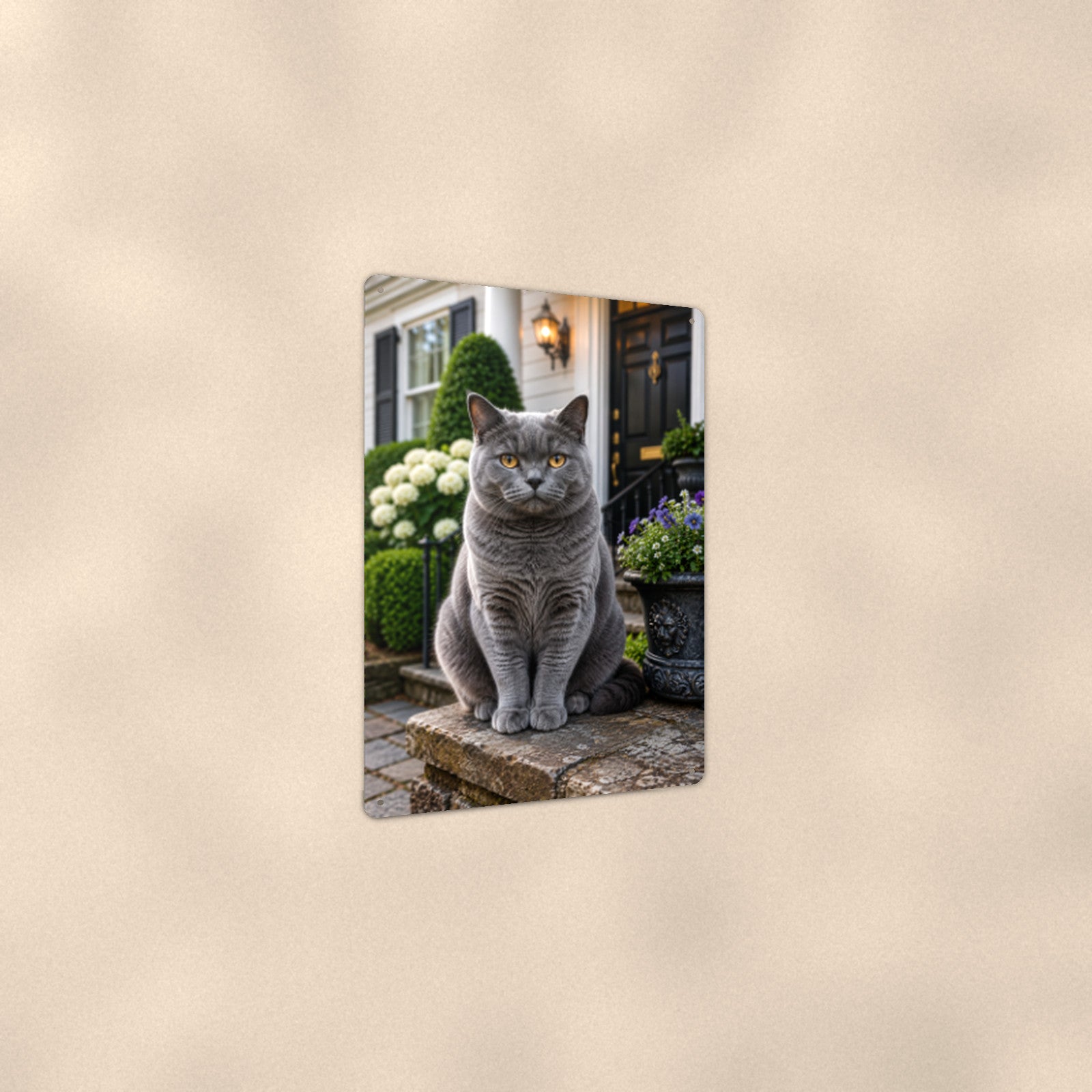 British Shorthair on the Doorstep aluminum metal sign 8" x 12" - angled view showing glossy finish