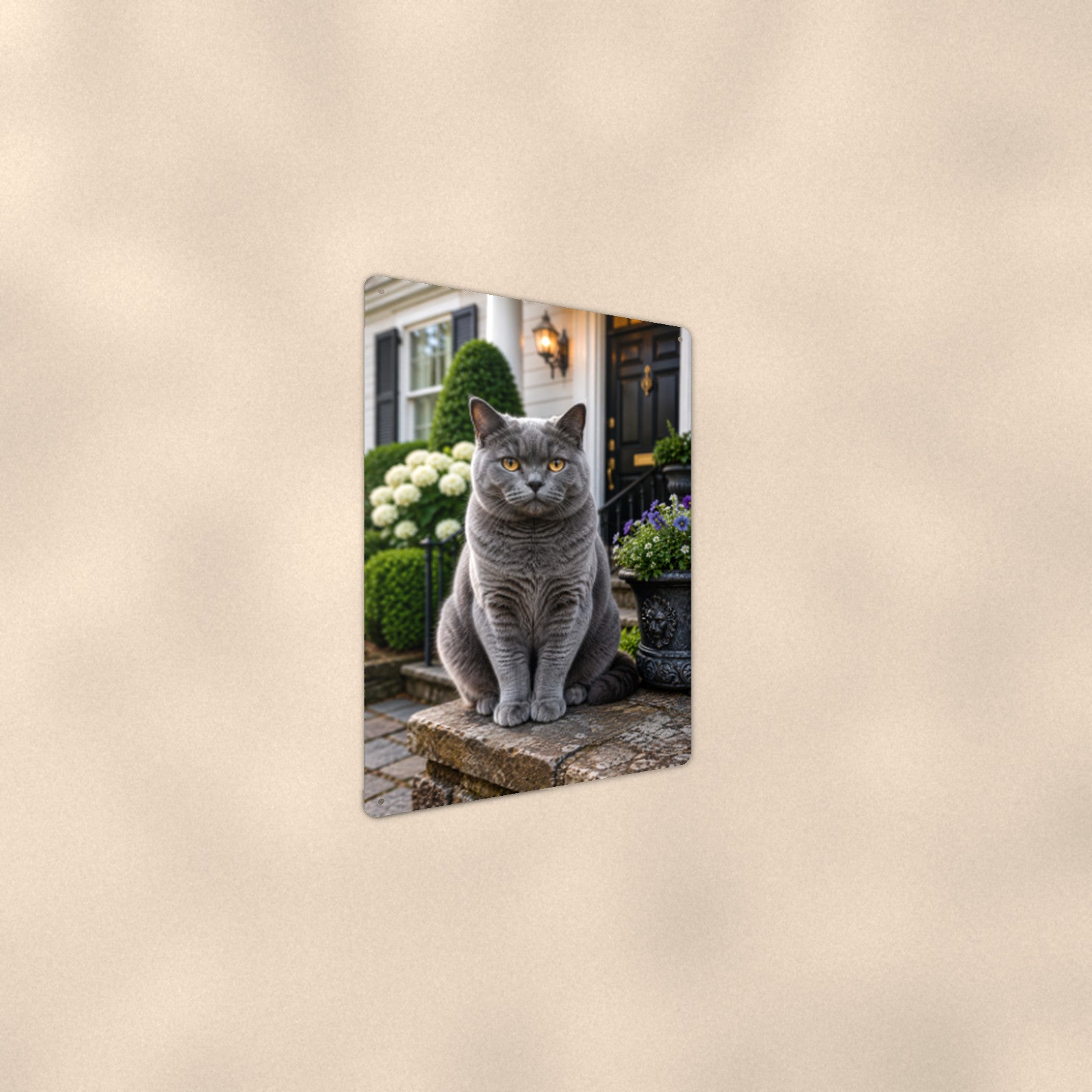 British Shorthair on the Doorstep aluminum metal sign 8" x 12" - angled wall view from a wider angle