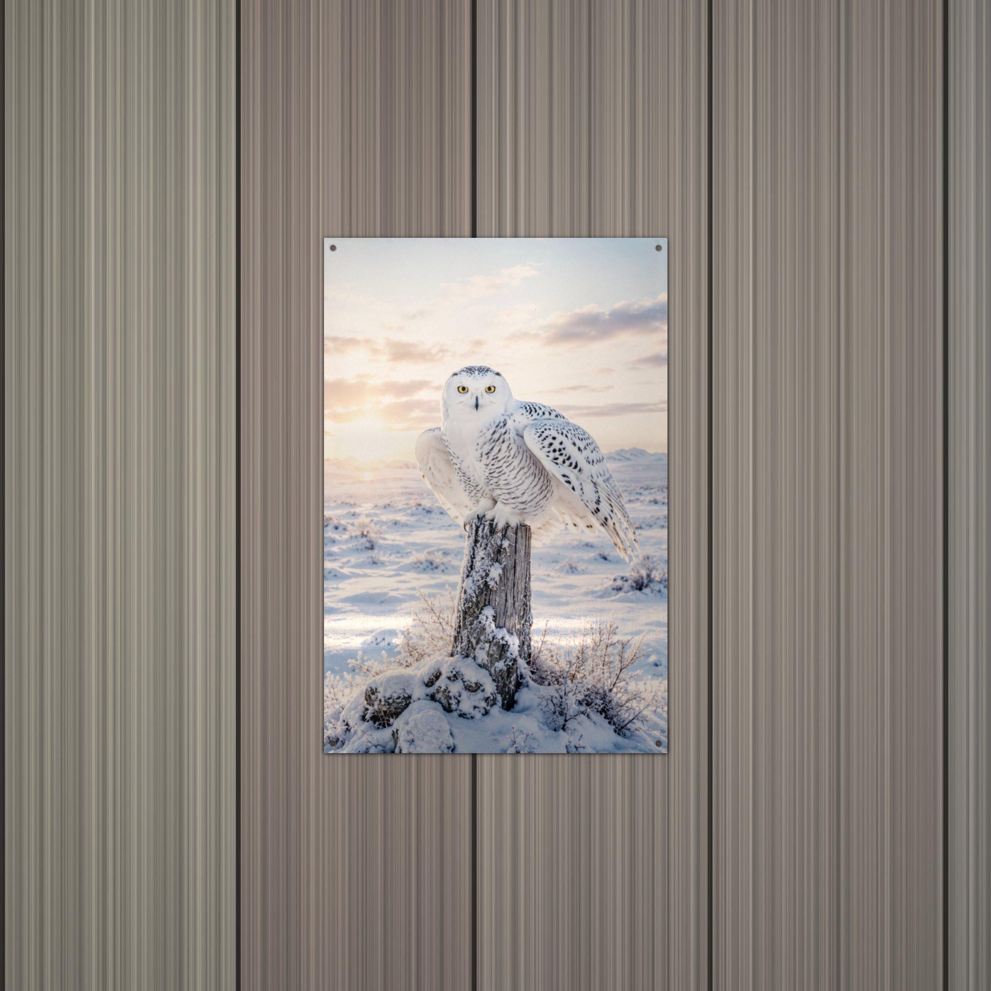 Snowy Owl Sunset Owl Metal Sign Aluminum Sign — alternate angle
