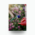 Feeder Hummingbird Hummingbird Metal Sign Aluminum Sign — front view on white background