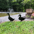 Duck Pair Metal Garden Stake Metal Garden Stake — front view on white background