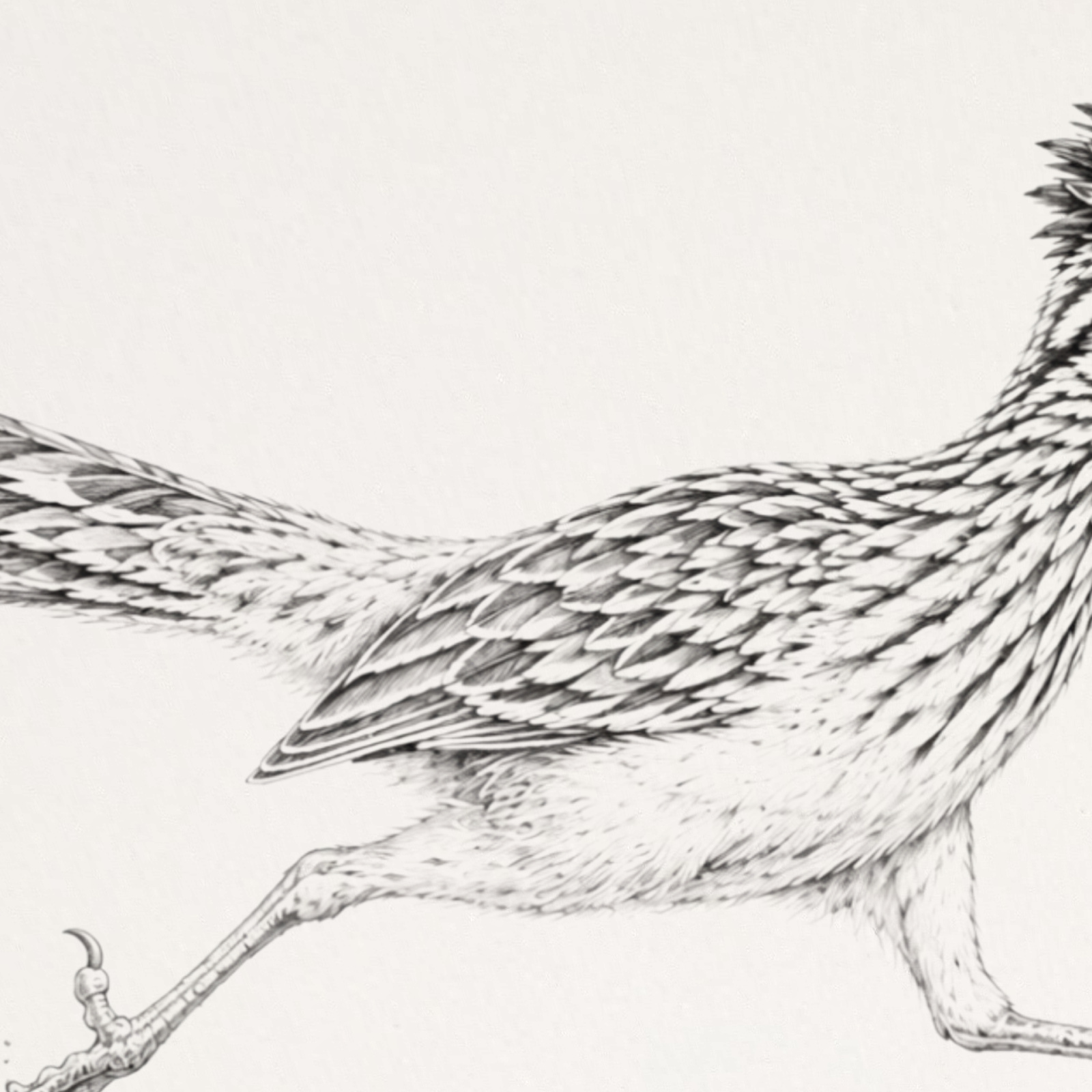 Running Roadrunner Metal Wall Art, Ink Color Splash | 12x8 Aluminum | Desert Southwest Decor, Wildlife Gift