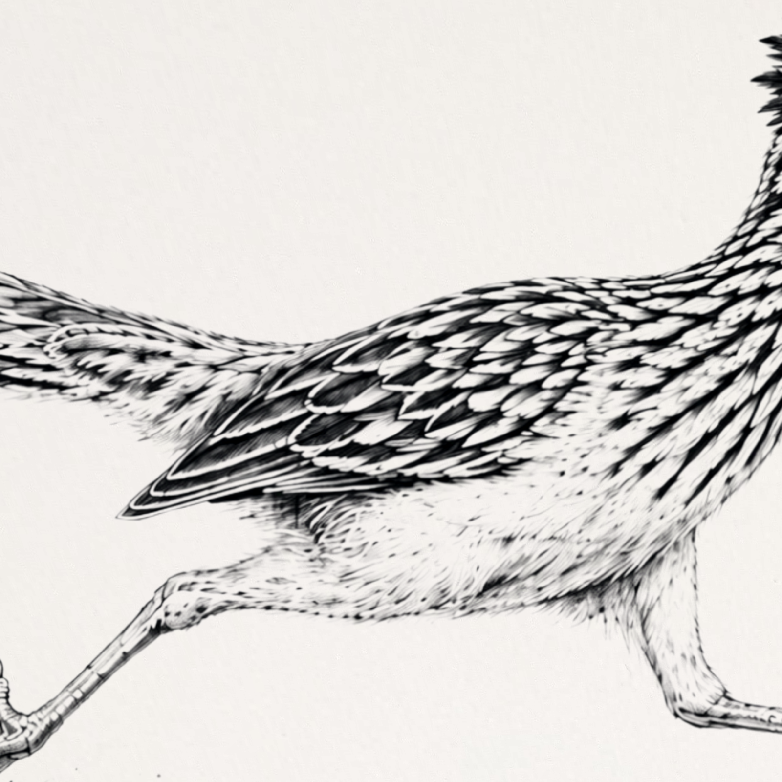 Running Roadrunner Metal Wall Art, Black & White Sketch | 12x8 Aluminum | Desert Southwest Decor, Wildlife Gift
