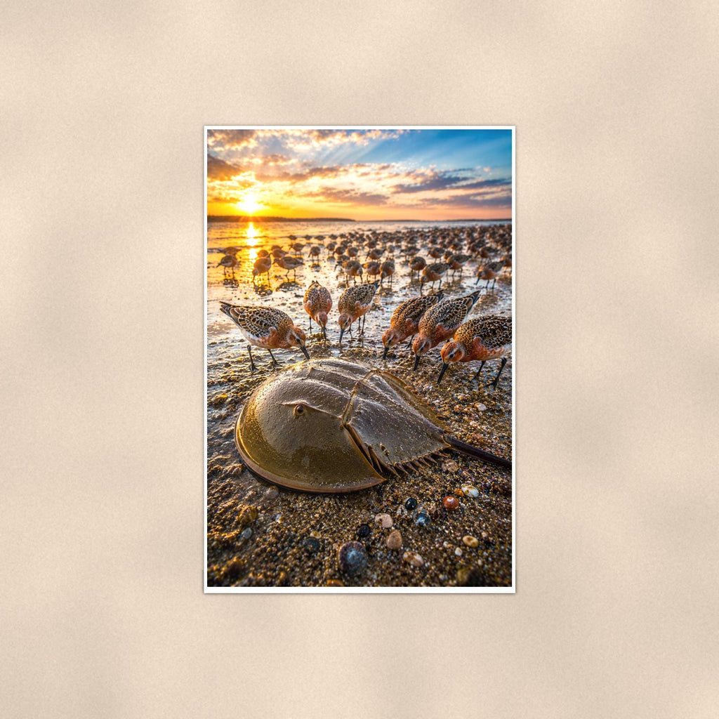 Horseshoe Crab Pair — 24x36 in art print poster, premium luster paper with a white border; poster shown straight on against a warm wall.