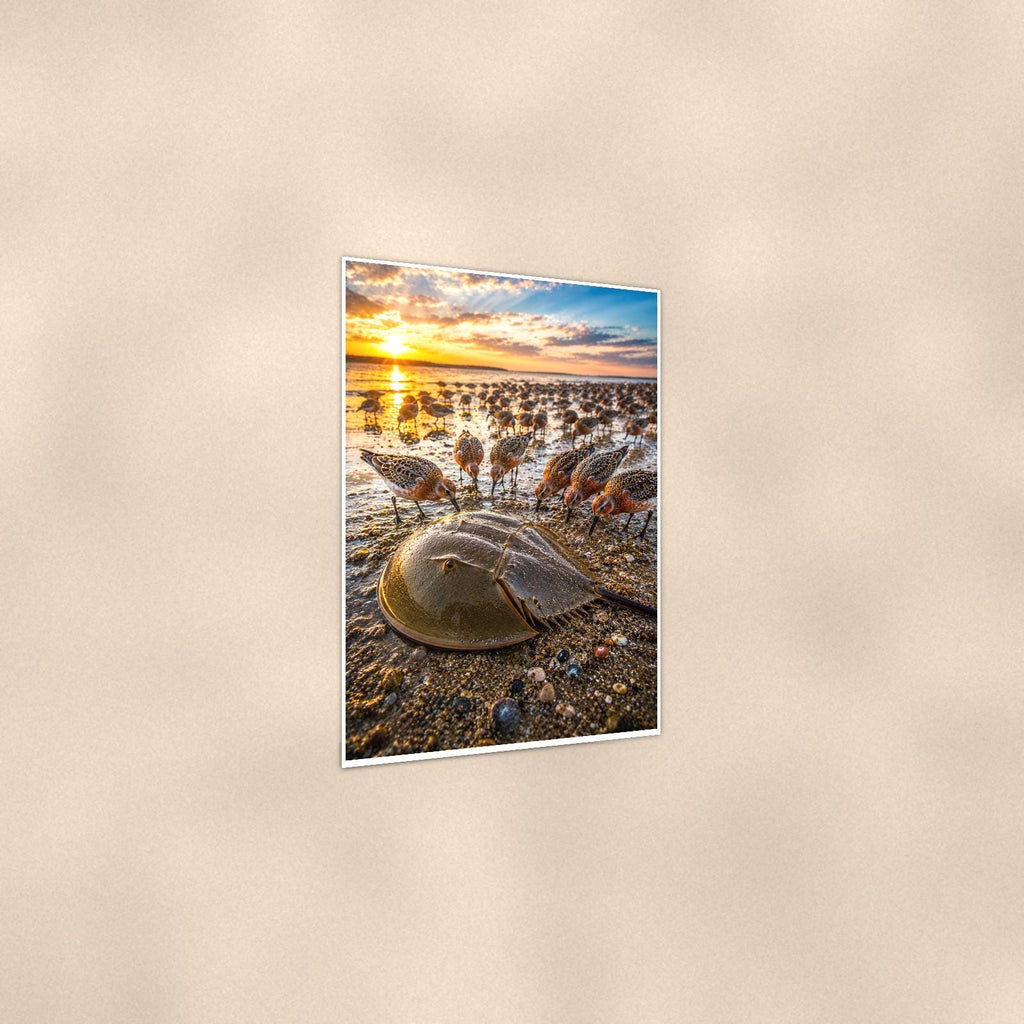 Horseshoe Crab Pair — 24x36 in art print poster, premium luster paper with a white border; gentle three-quarter angle on a warm wall, showing the flat paper edge.