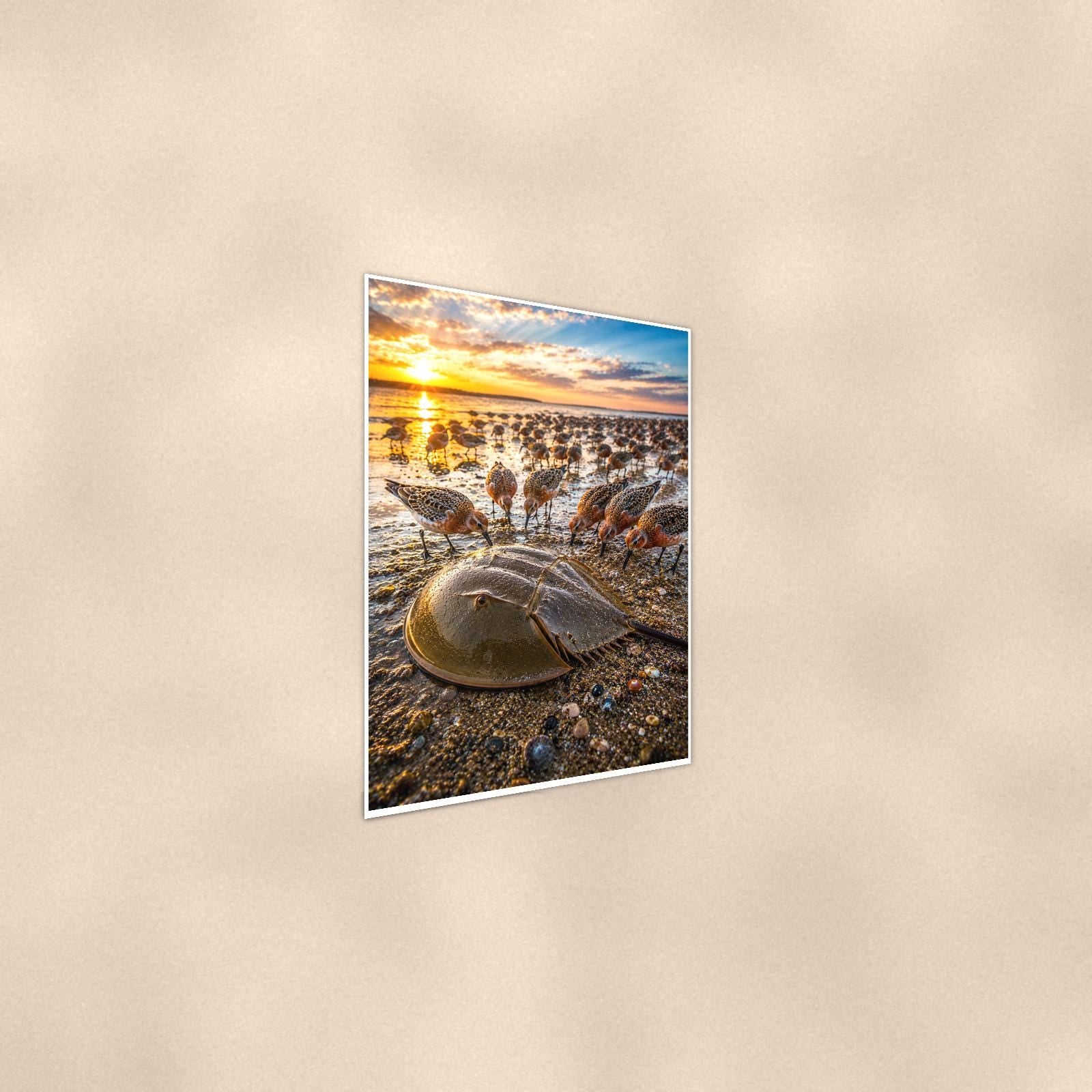 Horseshoe Crab Pair — 24x36 in art print poster, premium luster paper with a white border; steeper three-quarter angle on a warm wall, catching the luster sheen.