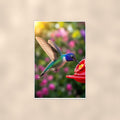 Feeder Hummingbird — 24x36 in art print poster, premium luster paper with a white border; poster shown straight on against a warm wall.